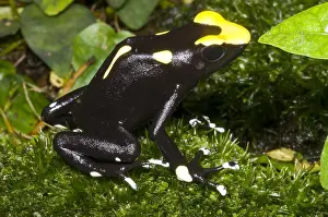 Tinctorius Prints: Dyeing Poison Frog