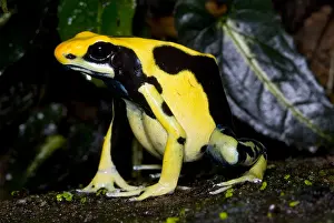 Coloration Prints: Dyeing Poison Frog