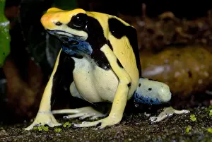 Coloration Prints: Dyeing Poison Frog