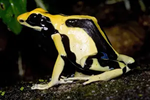 Coloration Prints: Dyeing Poison Frog