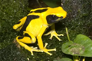 Coloration Prints: Dyeing Poison Frog
