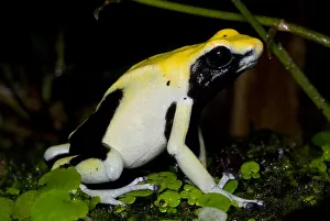 Coloration Prints: Dyeing Poison Frog