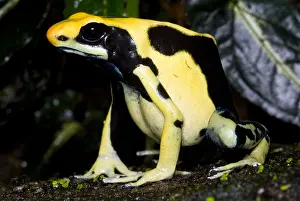 Coloration Prints: Dyeing Poison Frog