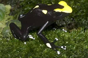 Coloration Prints: Dyeing Poison Frog