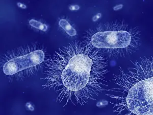 Microorganisms Prints: E. coli, artwork