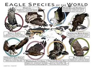 Prints: Eagle Species of the World