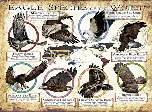 Prints: Eagle Species of the World
