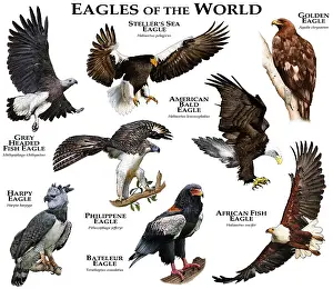 Poster Prints: Eagles of the World