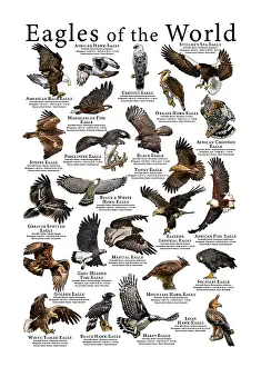 Poster Prints: Eagles of the World Poster