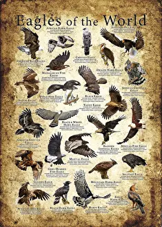 Eagles of the World Poster