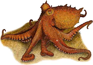 Octopodes Prints: East Pacific Red Octopus