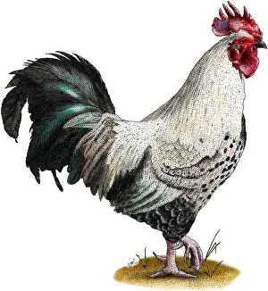 Rooster Prints: Easter Egger Chicken