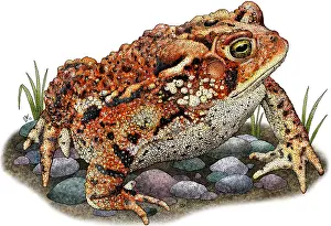 Americanus Prints: Eastern American Toad