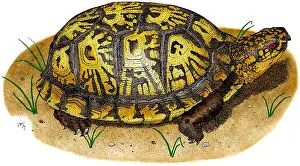 York Prints: Eastern Box Turtle