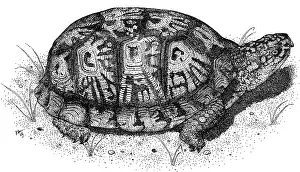 York Prints: Eastern Box Turtle