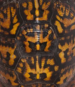 Tortoises Prints: Eastern Box Turtle, Shell Pattern