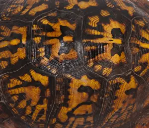Tortoises Prints: Eastern Box Turtle, Shell Pattern