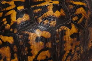 Tortoises Prints: Eastern Box Turtle, Shell Pattern