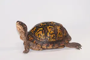 Tortoises Prints: Eastern Box Turtle (T. c. carolina)