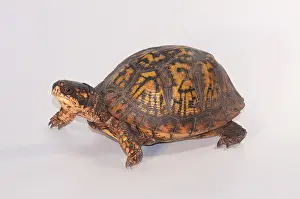Tortoises Prints: Eastern Box Turtle (T. c. carolina)