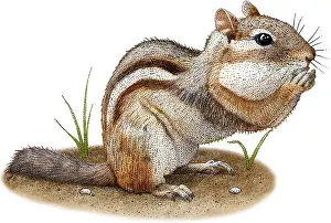 Rodentia Prints: Eastern Chipmunk