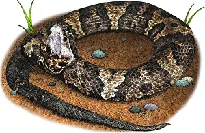Vipers Prints: Eastern Cottonmouth, Illustration