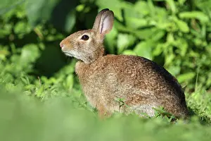 Common Prints: Eastern cottontail (Sylvilagus floridanus)