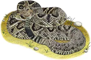 Vipers Prints: Eastern Diamondback Rattlesnake