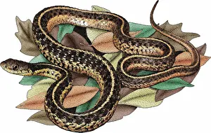 Garter Prints: Eastern Garter Snake