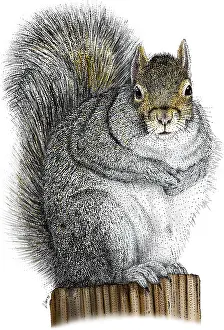 Rodentia Prints: Eastern Gray Squirrel