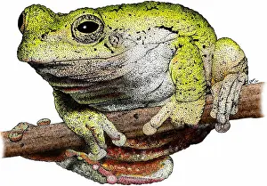 Gray Prints: Eastern gray tree frog