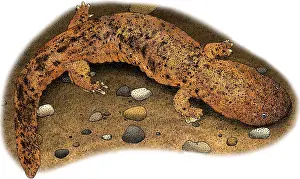 East Prints: Eastern Hellbender