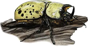 Insect Prints: Eastern Hercules Beetle, Illustration