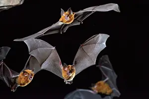 Bats Prints: Eastern horseshoe bat colony