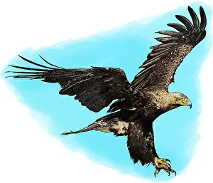 Eagle Prints: Eastern imperial eagle