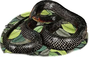 Colubridae Prints: Eastern Indigo Snake, Illustration