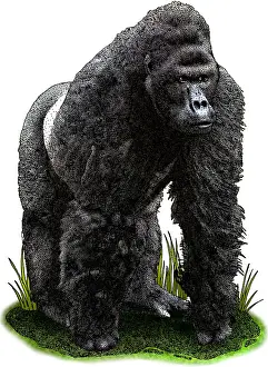East Prints: Eastern Lowland Gorilla
