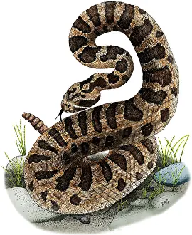 Toxic Prints: Eastern Massasauga Rattlesnake