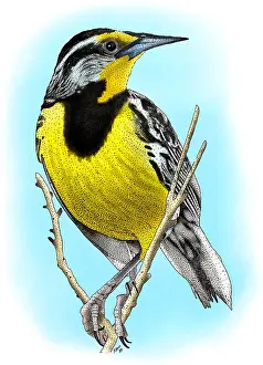 East Prints: Eastern Meadowlark