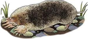 East Prints: Eastern Mole