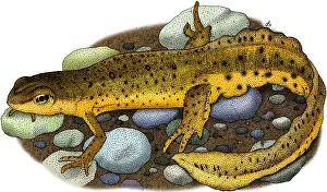 Newt Prints: Eastern Newt