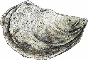 Molluscks Prints: Eastern oyster