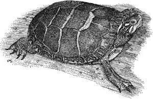 Painted Prints: Eastern Painted Turtle
