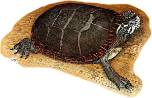 Painted Prints: Eastern Painted Turtle