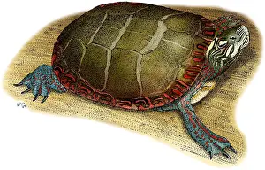 Painted Prints: Eastern Painted Turtle