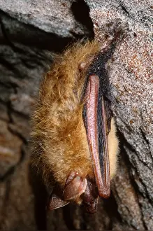 Hanging Prints: Eastern Pipistrelle Bat