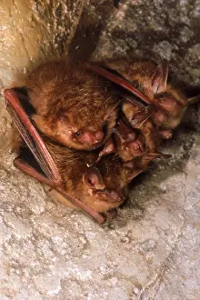 Hanging Prints: Eastern Pipistrelle Bats