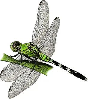 March Prints: Eastern Pondhawk, Illustration