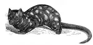 Australia Prints: Eastern Quoll, Dasyurus viverrinus