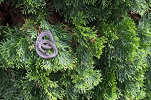 Serpent Prints: Eastern Ribbon Snake